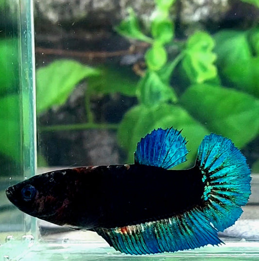 Blue Turquoise Black Light HMPK Female For Sorority Tank/Breed