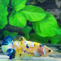 Amarillo cobre púrpura Koi Galaxy HMPK hembra para hermandad de mujeres tanque/raza