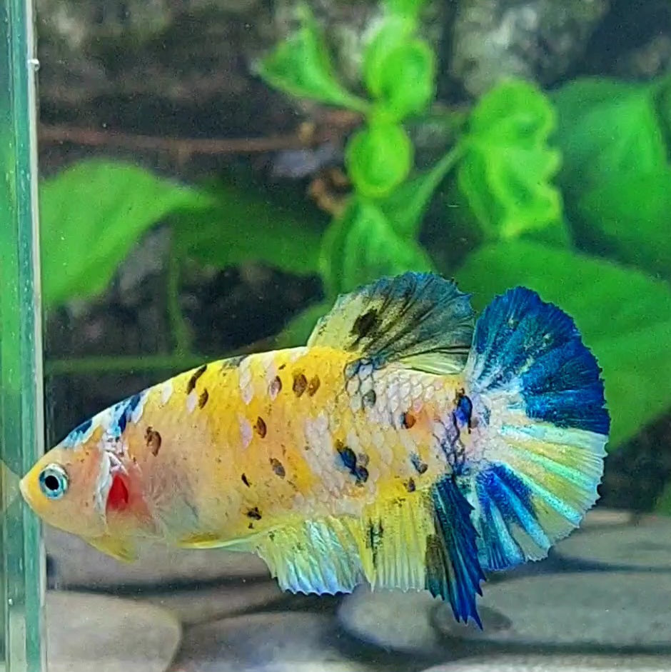 Amarillo cobre púrpura Koi Galaxy HMPK hembra para hermandad de mujeres tanque/raza