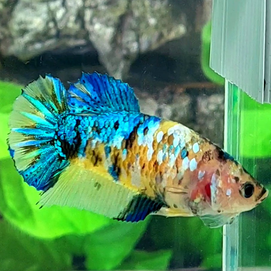 Amarillo cobre púrpura Koi Galaxy HMPK hembra para hermandad de mujeres tanque/raza