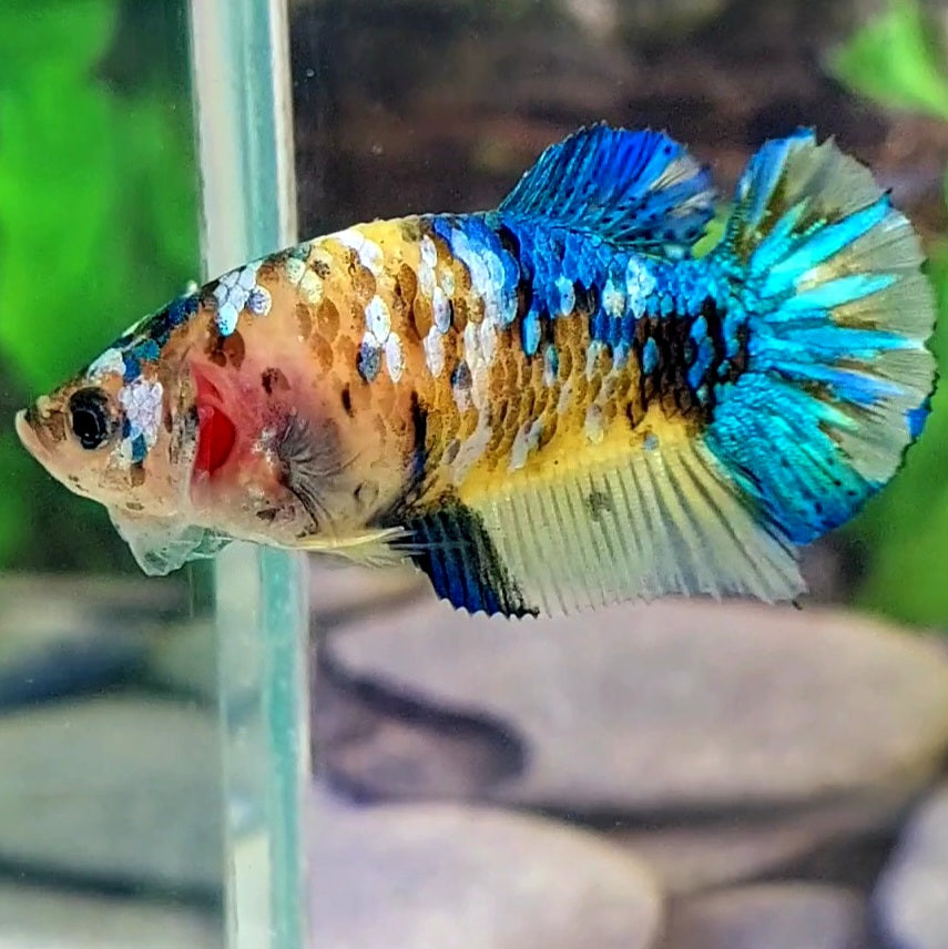 Amarillo cobre púrpura Koi Galaxy HMPK hembra para hermandad de mujeres tanque/raza