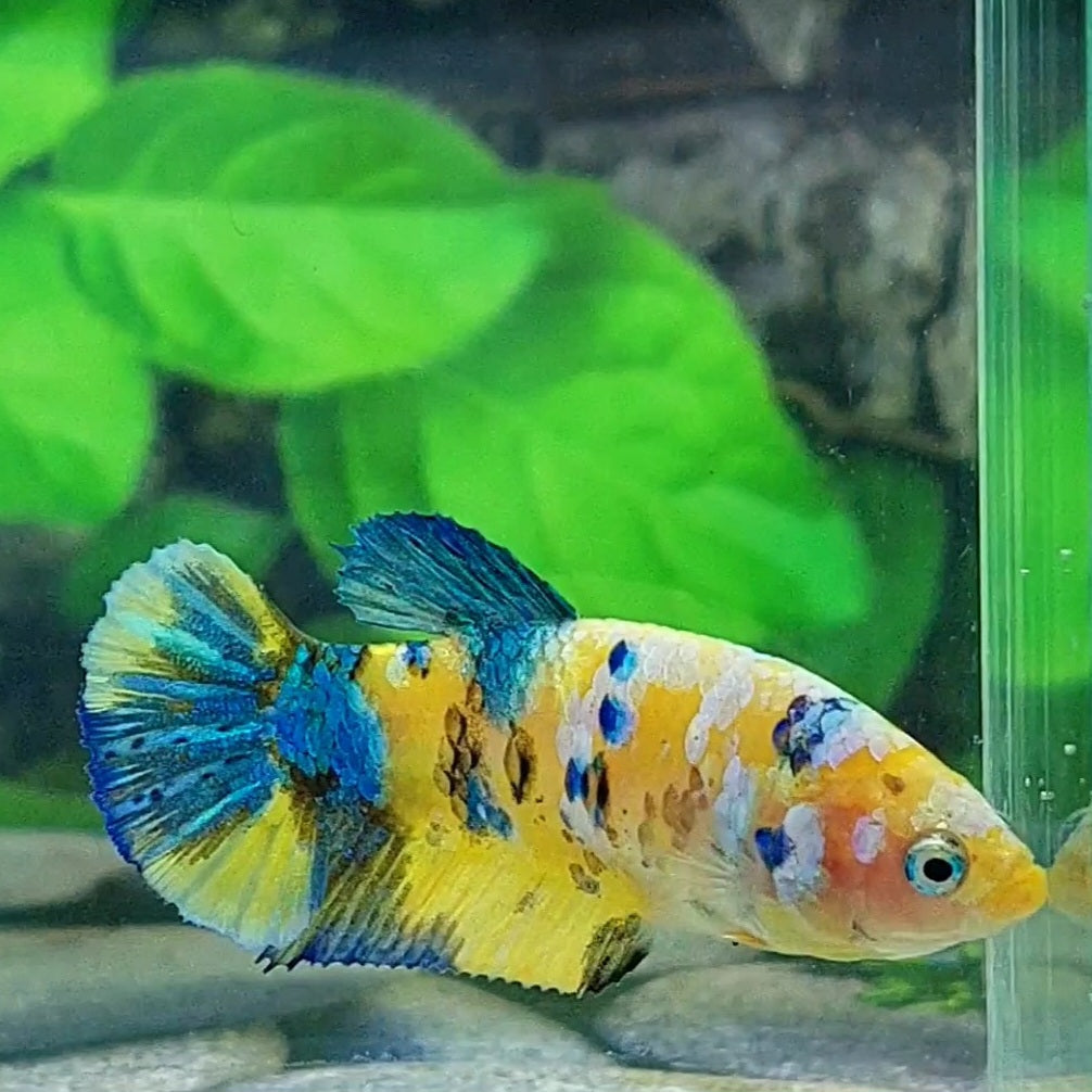 Amarillo cobre púrpura Koi Galaxy HMPK hembra para hermandad de mujeres tanque/raza