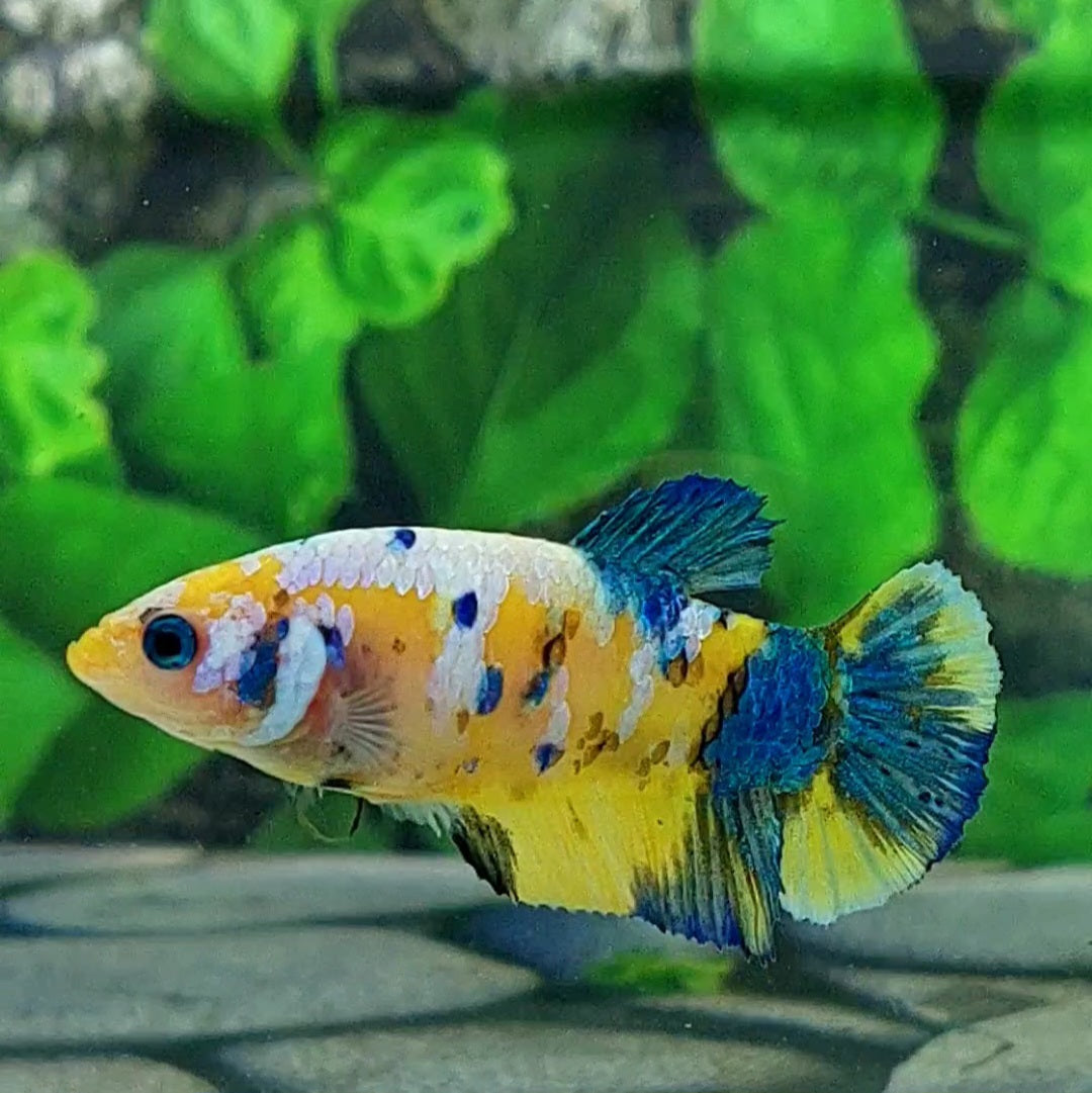Amarillo cobre púrpura Koi Galaxy HMPK hembra para hermandad de mujeres tanque/raza