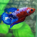 Hellboy Bluetail HMPK Female For Sorority Tank/Breed