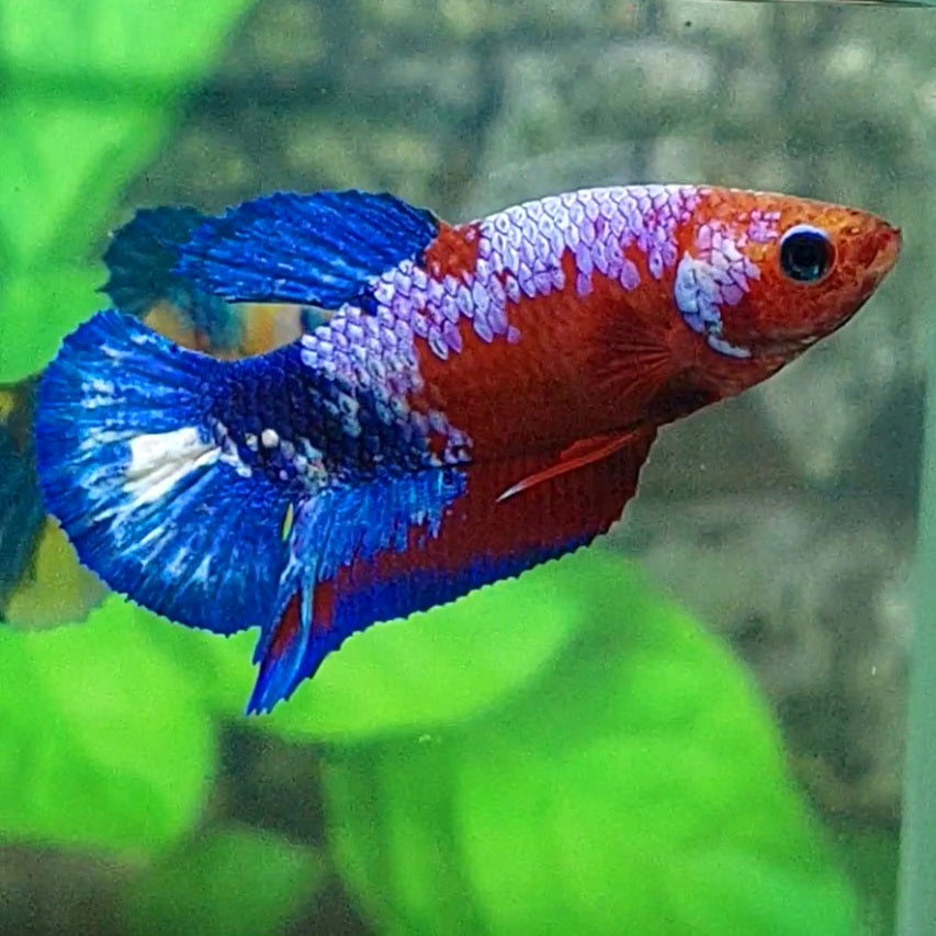 Hellboy Bluetail HMPK Female For Sorority Tank/Breed