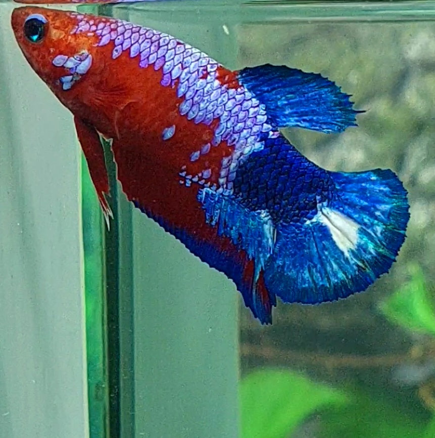 Hellboy Bluetail HMPK Female For Sorority Tank/Breed