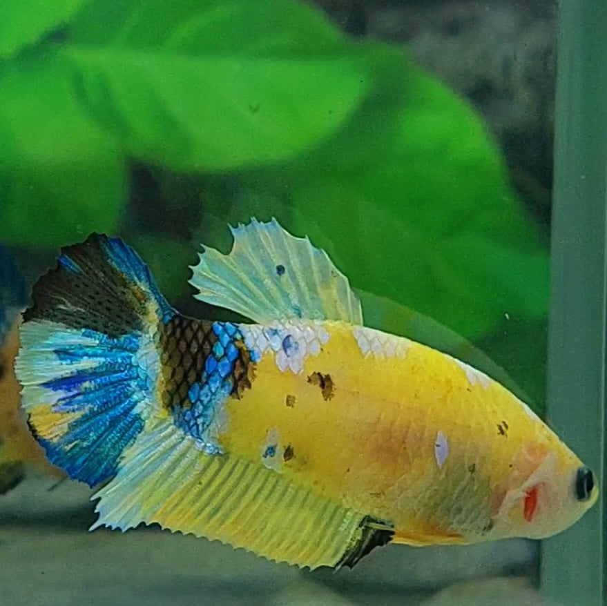 Amarillo cobre púrpura Koi Galaxy HMPK hembra para hermandad de mujeres tanque/raza