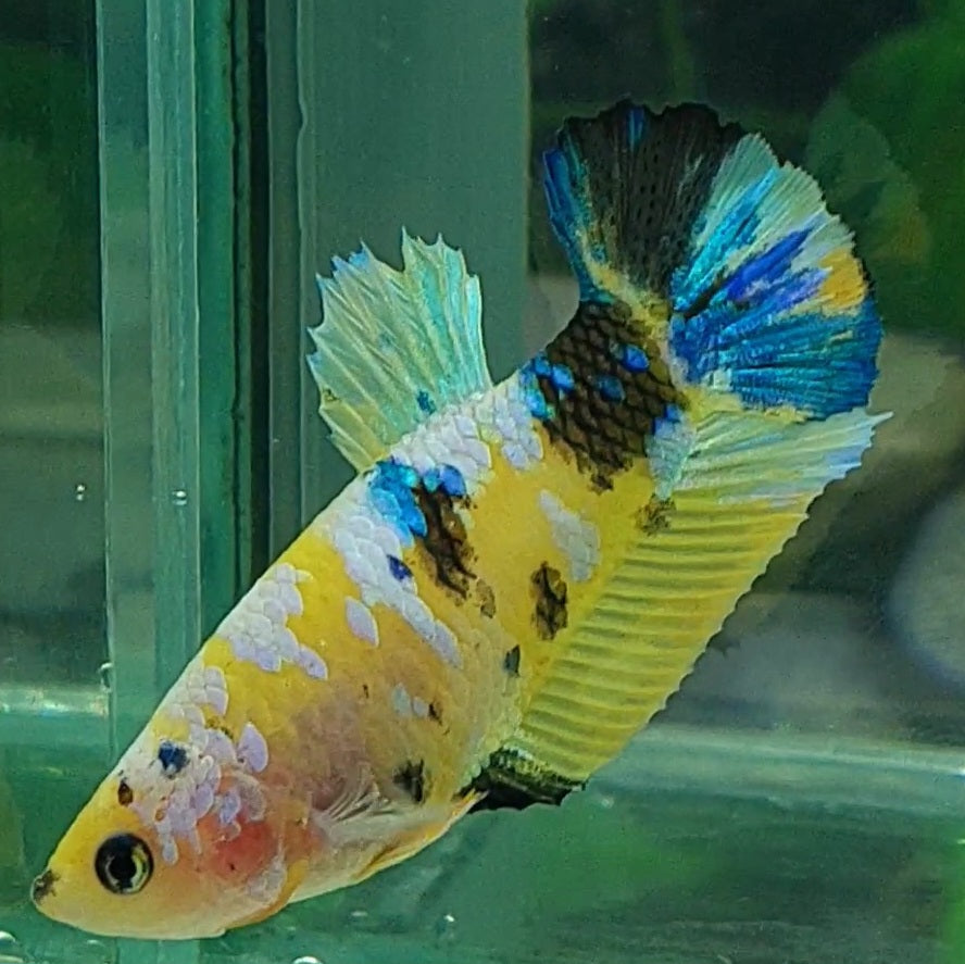 Amarillo cobre púrpura Koi Galaxy HMPK hembra para hermandad de mujeres tanque/raza