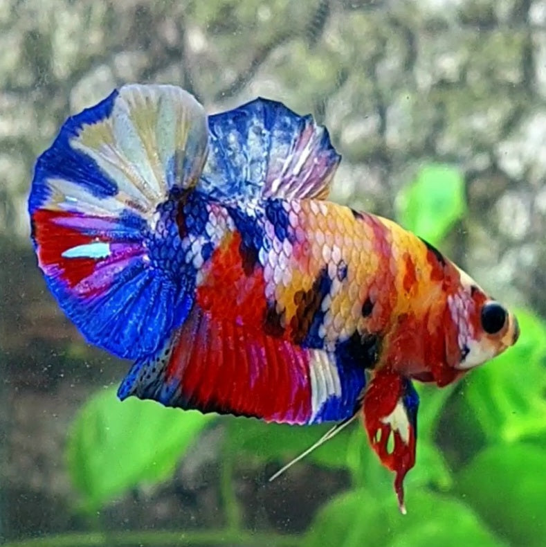 Multicolor Candy Galaxy HMPK Male