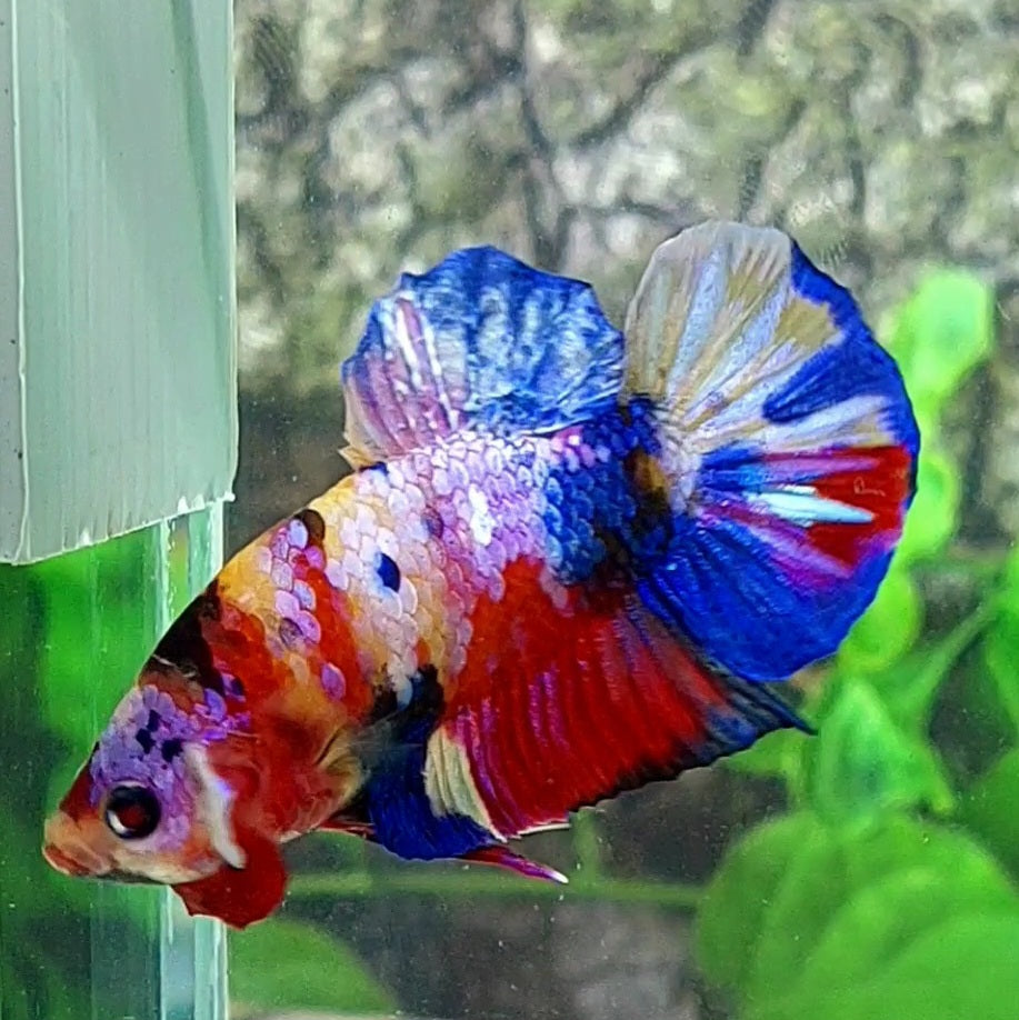 Multicolor Candy Galaxy HMPK Male