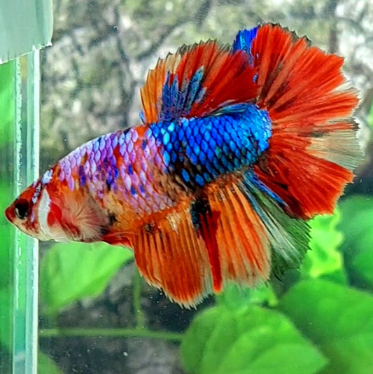 Multicolor Galaxy Halfmoon Female For Sorority Tank/Breed