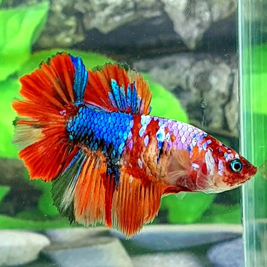 Multicolor Galaxy Halfmoon Female For Sorority Tank/Breed