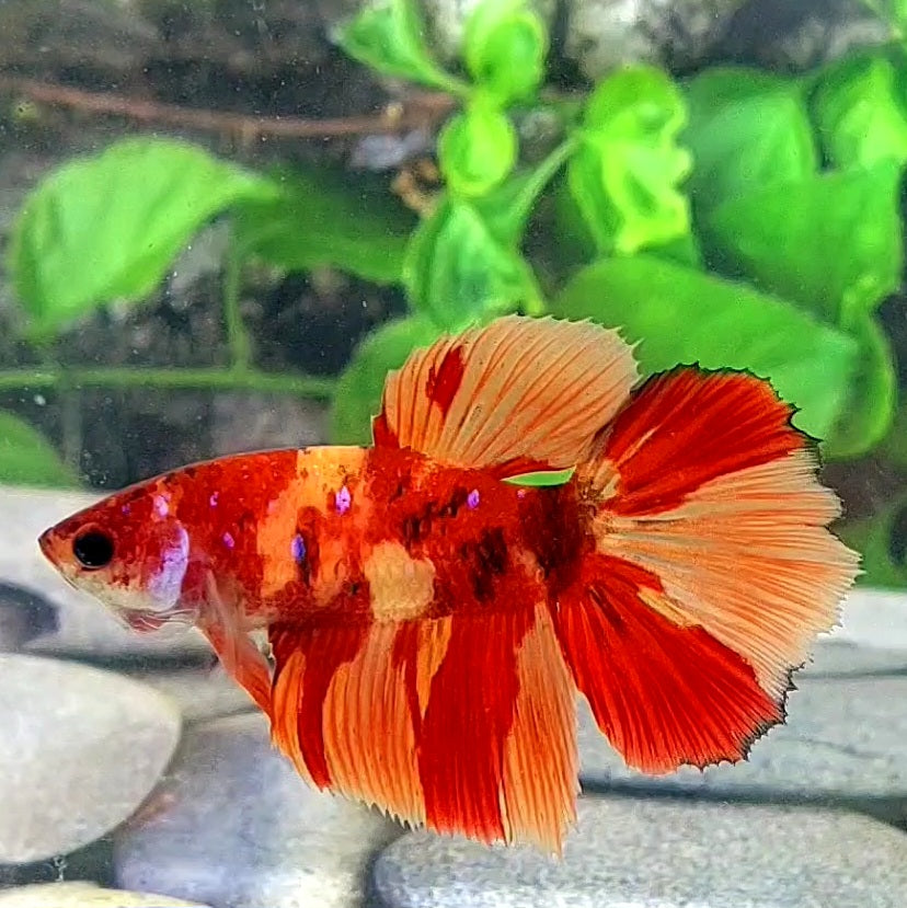 Nemo Leopard Galaxy Halfmoon Female For Sorority Tank/Breed