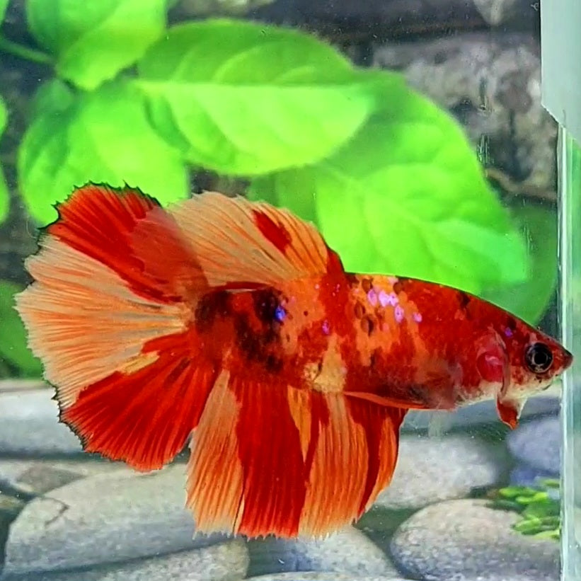 Nemo Leopard Galaxy Halfmoon Female For Sorority Tank/Breed