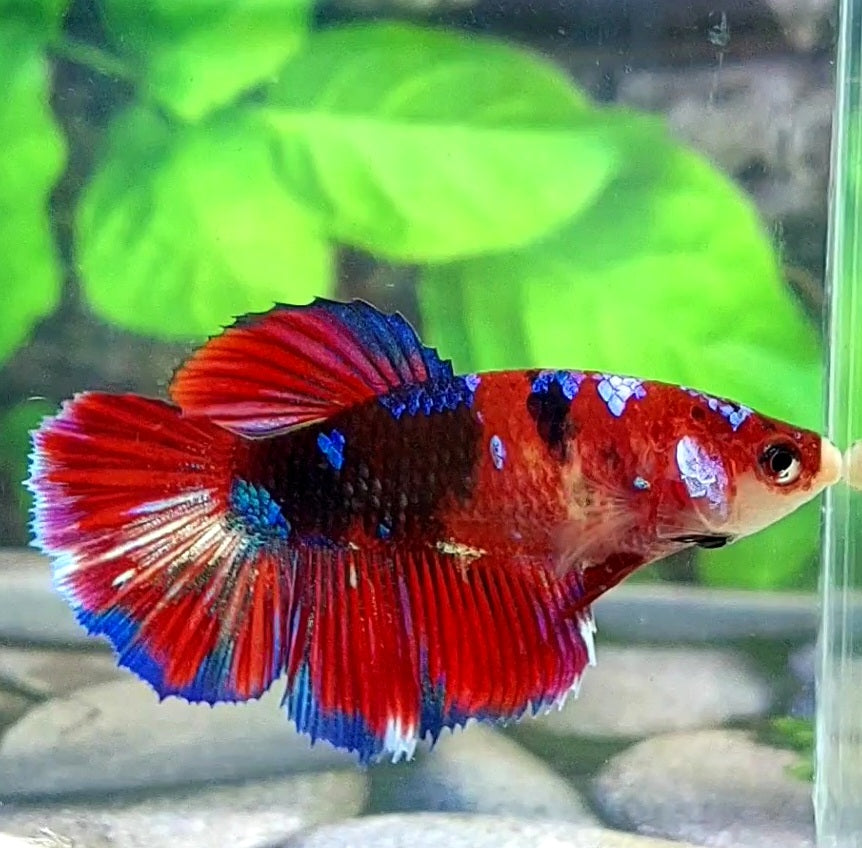 Multicolor Koi Galaxy Halfmoon Female For Sorority Tank/Breed