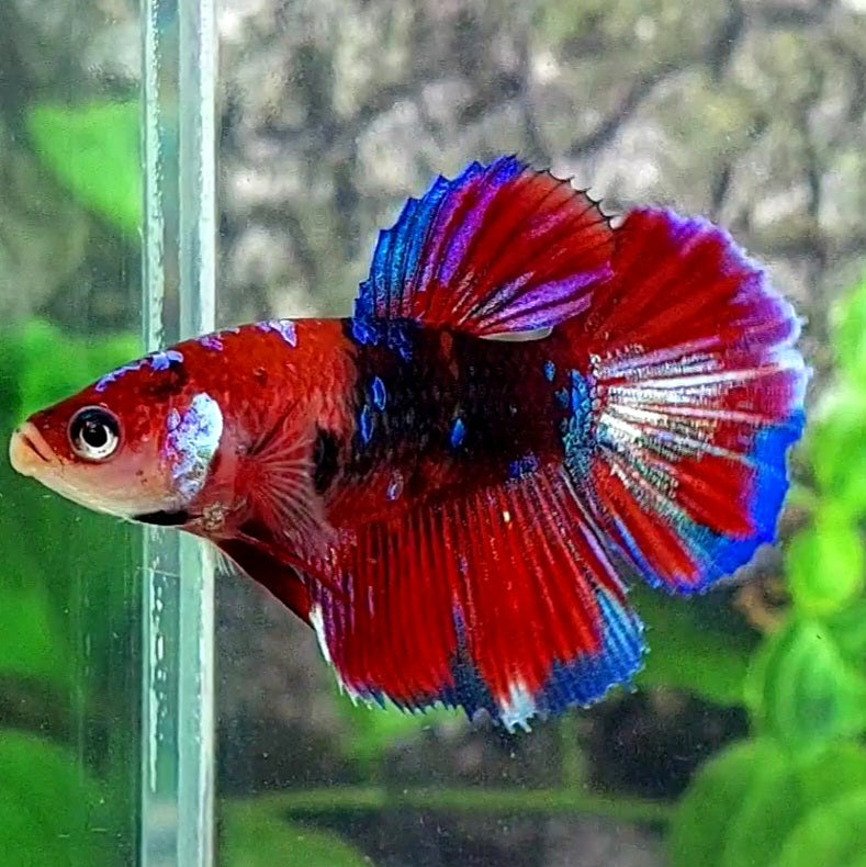 Multicolor Koi Galaxy Halfmoon Female For Sorority Tank/Breed