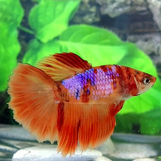 Orange Candy Pink Purple Galaxy Halfmoon Female For Sorority Tank/Breed