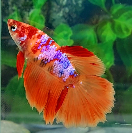 Orange Candy Pink Purple Galaxy Halfmoon Female For Sorority Tank/Breed