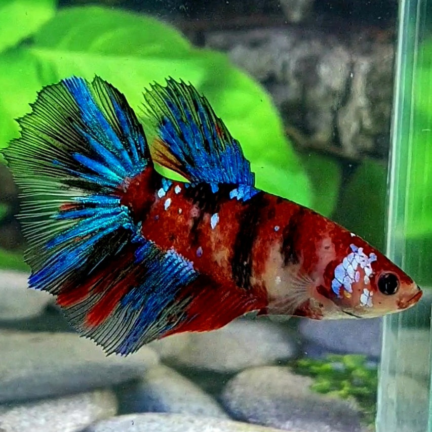 Multicolor Koi Galaxy Halfmoon Female For Sorority Tank/Breed