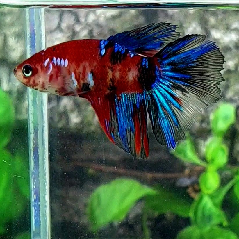 Multicolor Koi Galaxy Halfmoon Female For Sorority Tank/Breed