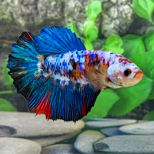 Multicolor Galaxy Halfmoon Female For Sorority Tank/Breed