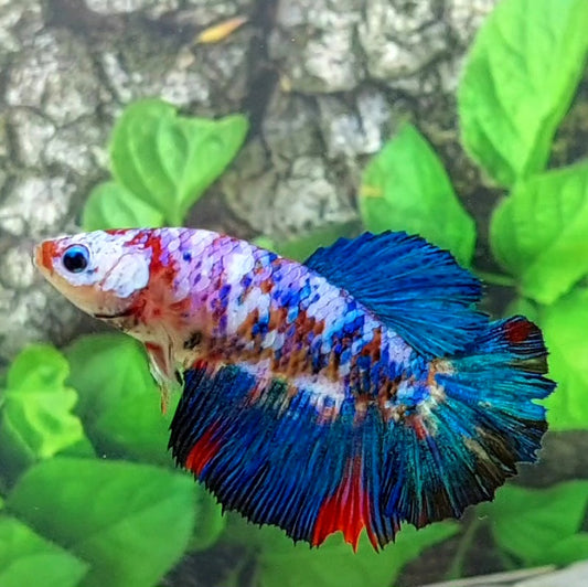 Multicolor Galaxy Halfmoon Female For Sorority Tank/Breed