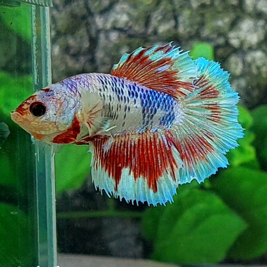 Fancy Butterfly Halfmoon Female For Sorority Tank/Breed