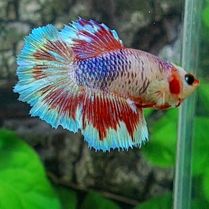 Fancy Butterfly Halfmoon Female For Sorority Tank/Breed