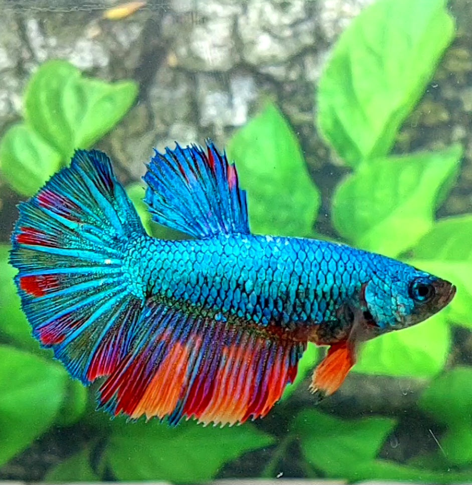 Turquoise Fancy Halfmoon Female For Sorority Tank/Breed