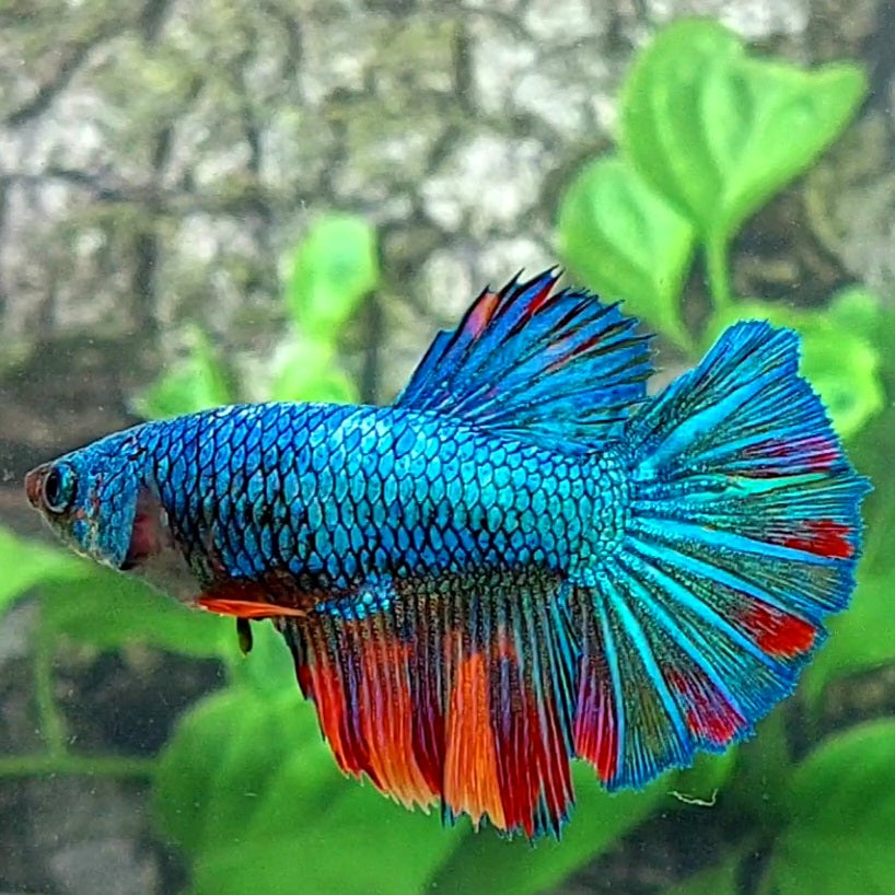 Turquoise Fancy Halfmoon Female For Sorority Tank/Breed