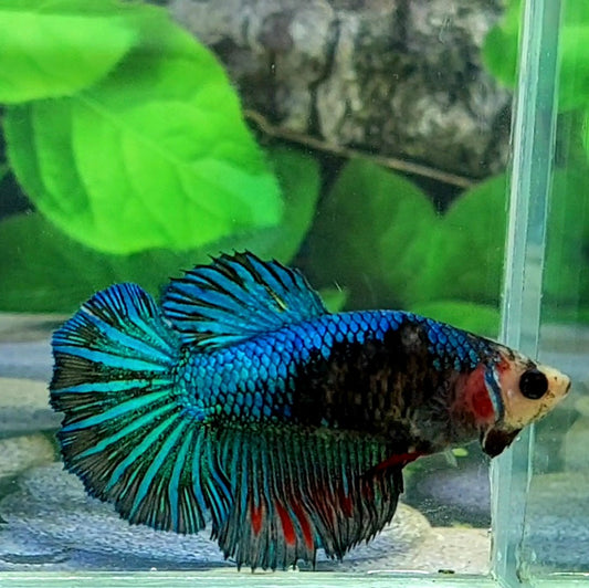 Turquoise Blue Samurai Halfmoon Female For Sorority Tank/Breed