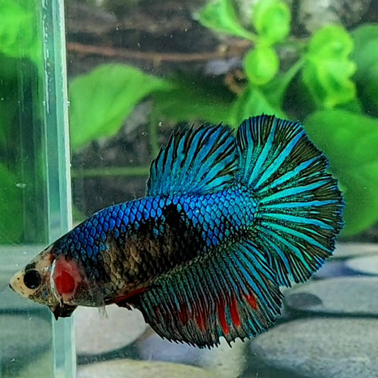 Turquoise Blue Samurai Halfmoon Female For Sorority Tank/Breed