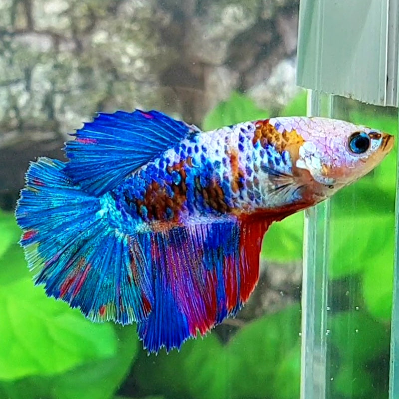 Multicolor Galaxy Halfmoon Female For Sorority Tank/Breed