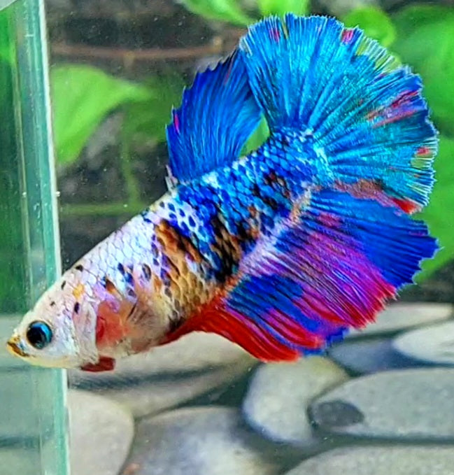 Multicolor Galaxy Halfmoon Female For Sorority Tank/Breed