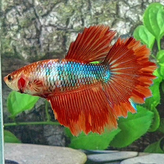 Fancy Halfmoon Female For Sorority Tank/Breed