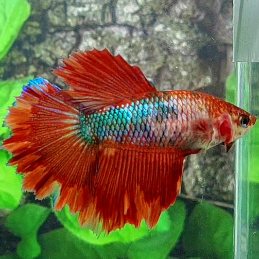 Fancy Halfmoon Female For Sorority Tank/Breed