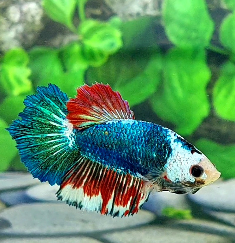 Green Fancy Monster Halfmoon Female For Sorority Tank/Breed