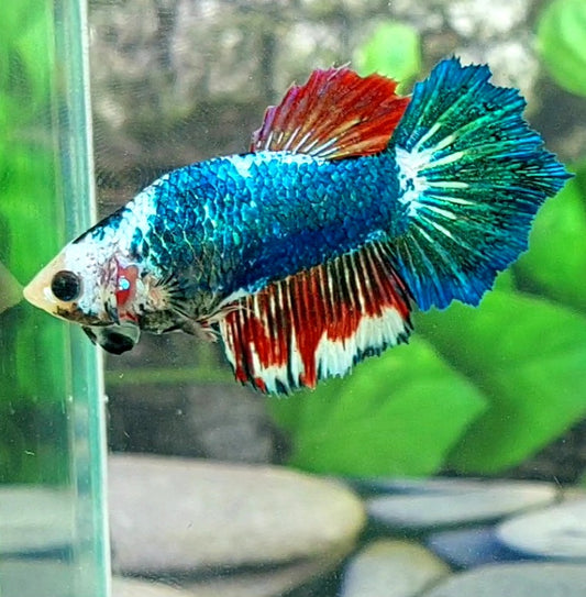 Green Fancy Monster Halfmoon Female For Sorority Tank/Breed