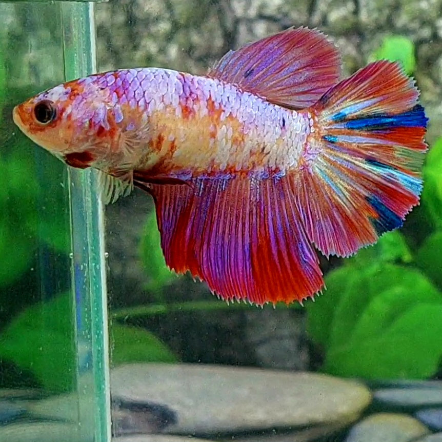 Multicolor Pink Samurai Halfmoon Female For Sorority Tank/Breed