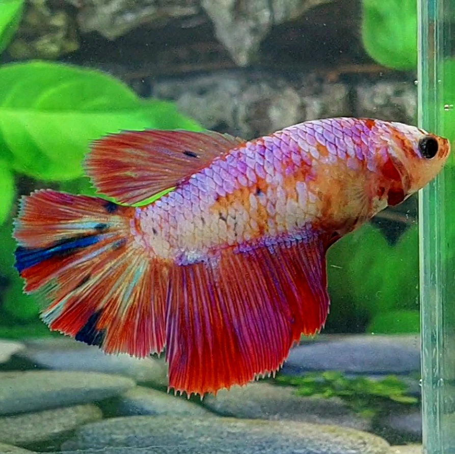 Multicolor Pink Samurai Halfmoon Female For Sorority Tank/Breed