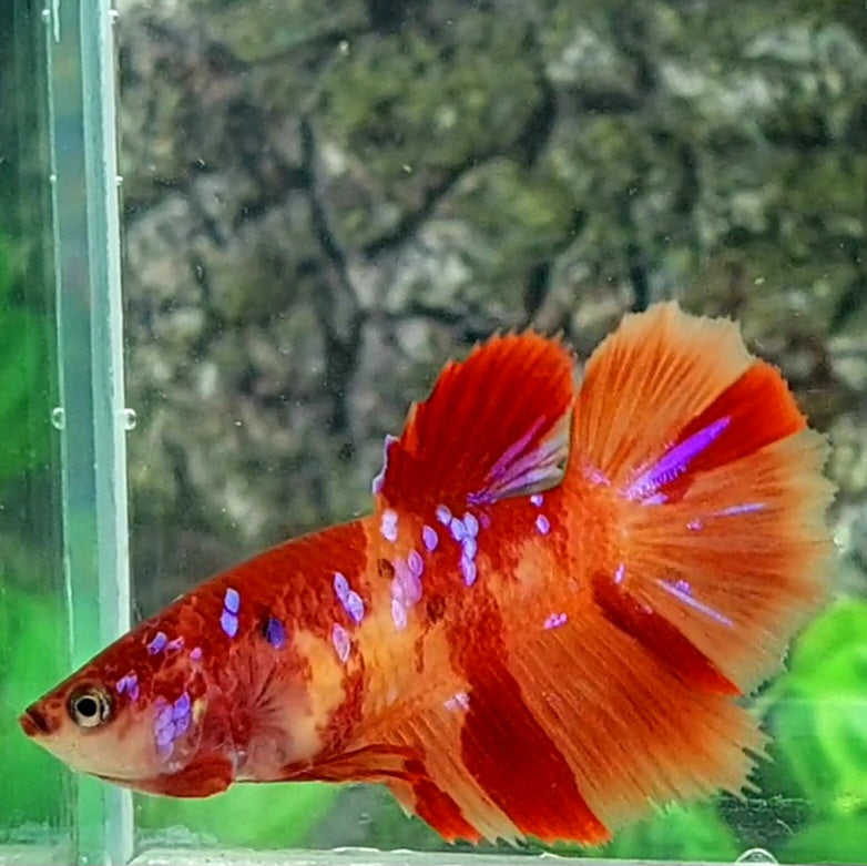 Nemo Candy Galaxy Halfmoon Female For Sorority Tank/Breed