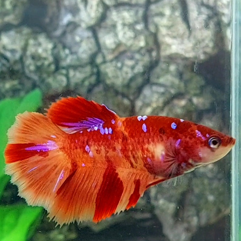 Nemo Candy Galaxy Halfmoon Female For Sorority Tank/Breed