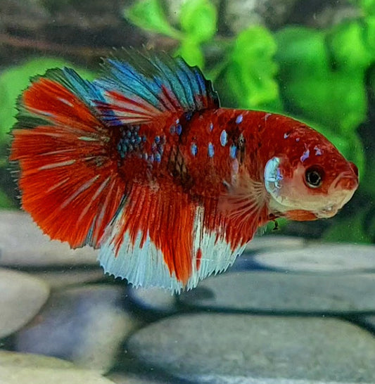 Red Koi Galaxy Halfmoon Female For Sorority Tank/Breed