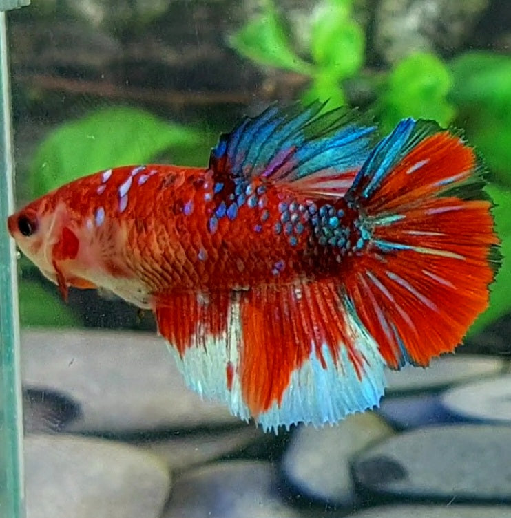 Red Koi Galaxy Halfmoon Female For Sorority Tank/Breed