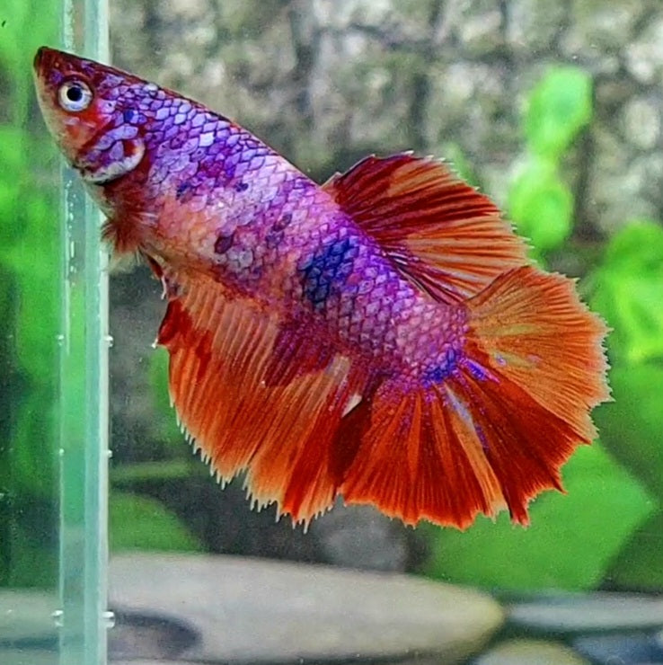 Multicolor Pink Purple Candy Halfmoon Female For Sorority Tank/Breed