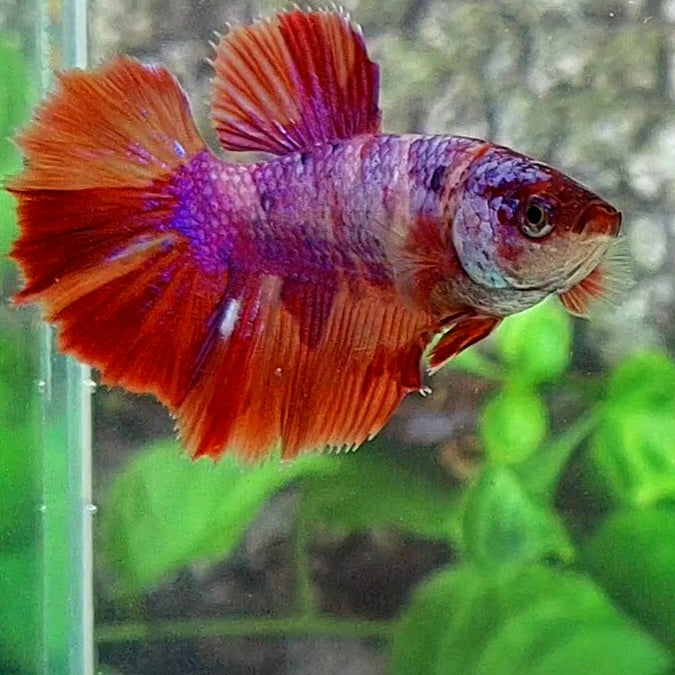 Multicolor Pink Purple Candy Halfmoon Female For Sorority Tank/Breed