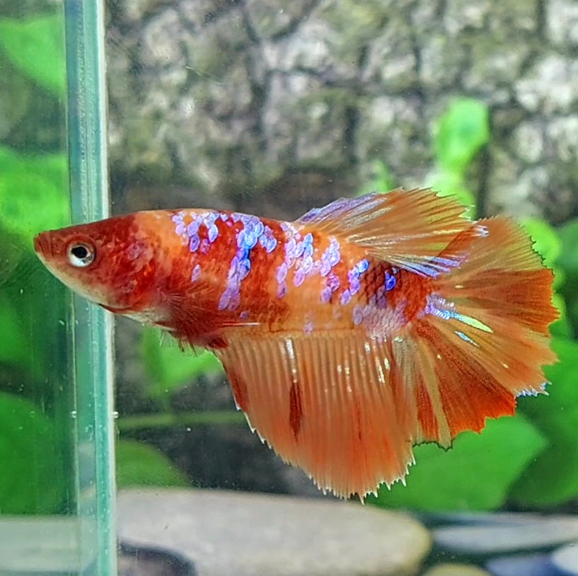 Multicolor Candy Nemo Galaxy Halfmoon Female For Sorority Tank/Breed