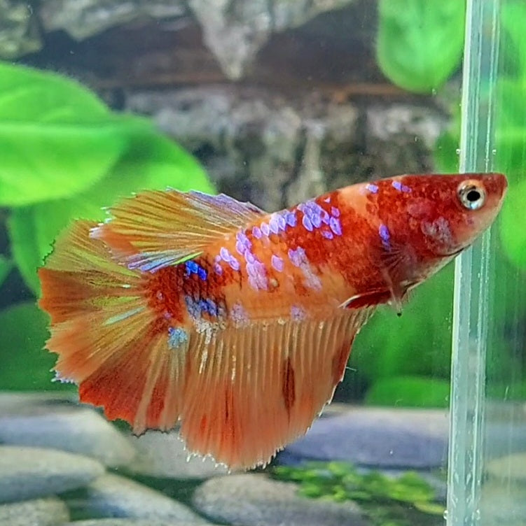 Multicolor Candy Nemo Galaxy Halfmoon Female For Sorority Tank/Breed