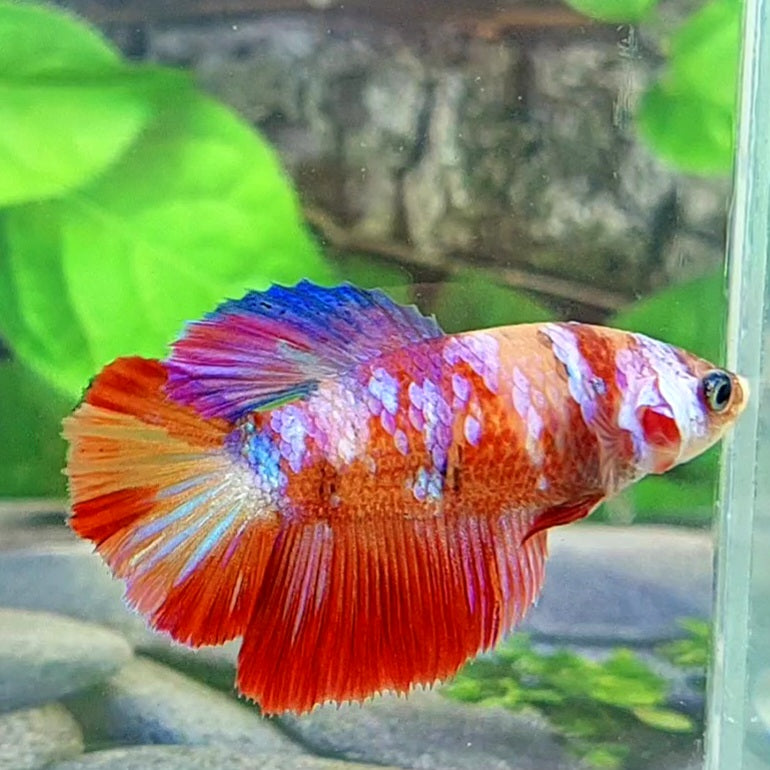 Multicolor Galaxy Halfmoon Female For Sorority Tank/Breed