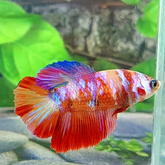 Multicolor Galaxy Halfmoon Female For Sorority Tank/Breed